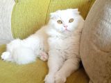 Scottish Longhair