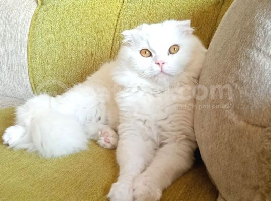Scottish Longhair görsel