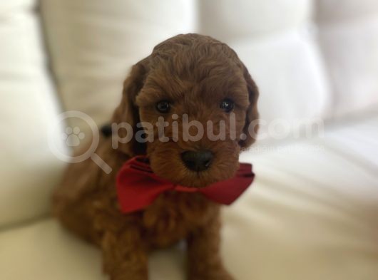 Toy Poddle Yavruları görsel
