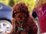 Red Brown Toy Poodle