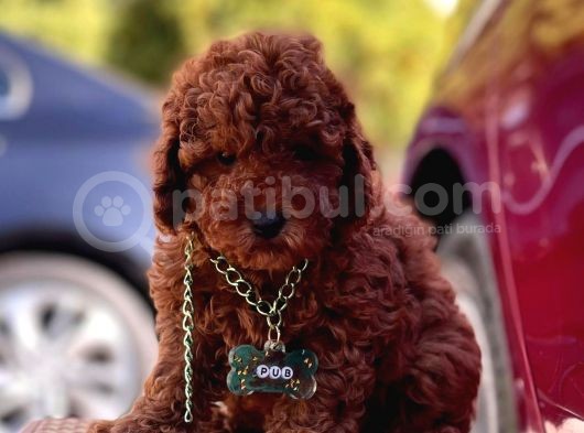 Red Brown Toy Poodle görsel