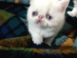 Exotic Shorthair Ve Exotic Longhair Yavrular