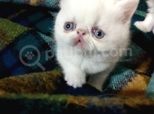 Exotic Shorthair Ve Exotic Longhair Yavrular görsel