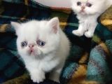 Exotic Shorthair Ve Exotic Longhair Yavrular