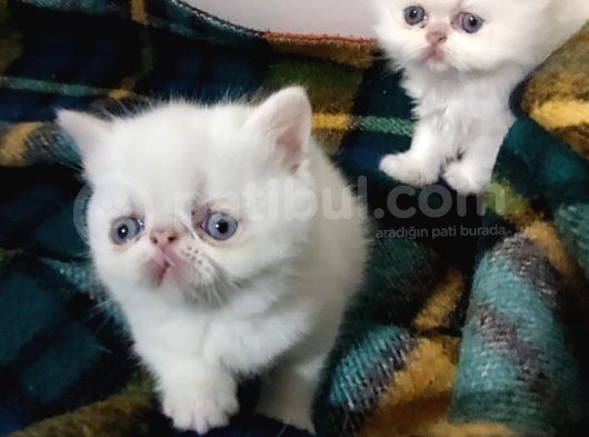 Exotic Shorthair Ve Exotic Longhair Yavrular görsel