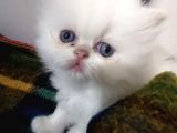 Exotic Shorthair Ve Exotic Longhair Yavrular