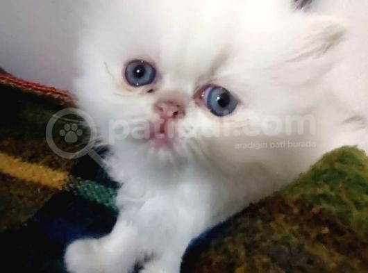 Exotic Shorthair Ve Exotic Longhair Yavrular görsel