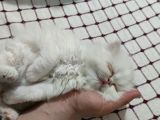 Exotic Shorthair Ve Exotic Longhair Yavrular