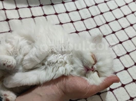 Exotic Shorthair Ve Exotic Longhair Yavrular görsel