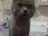 British Duman