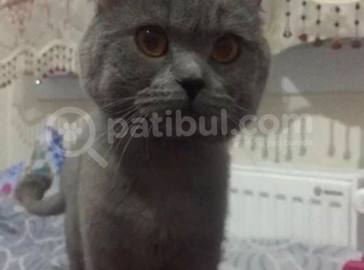British Duman