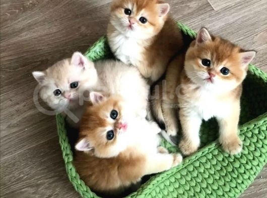 British Shorthair Yavrular görsel