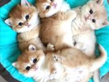 British Shorthair Yavrular