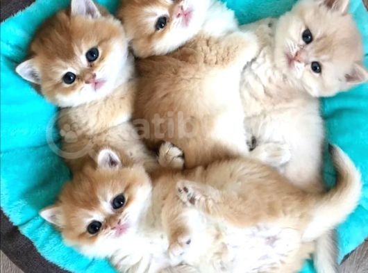 British Shorthair Yavrular