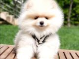 Teddy Face Pomeranian Boo Yavrularımız