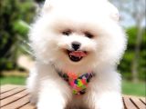 Teddy Face Pomeranian Boo Yavrularımız