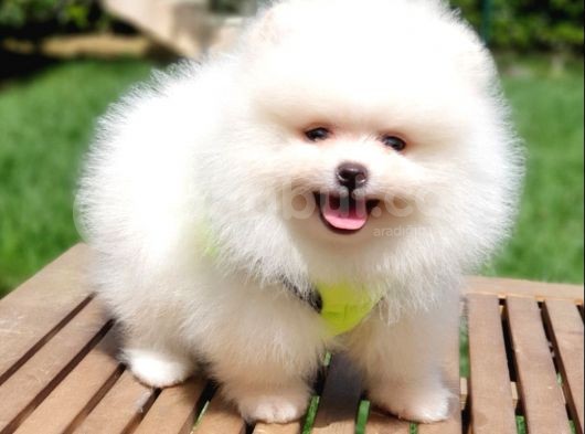 Teddy Face Pomeranian Boo Yavrularımız görsel