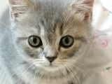 2 Aylık Yavru British Shorthair