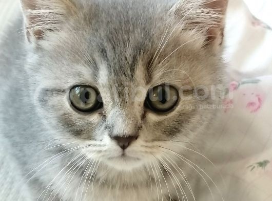 2 Aylık Yavru British Shorthair