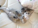2 Aylık Yavru British Shorthair