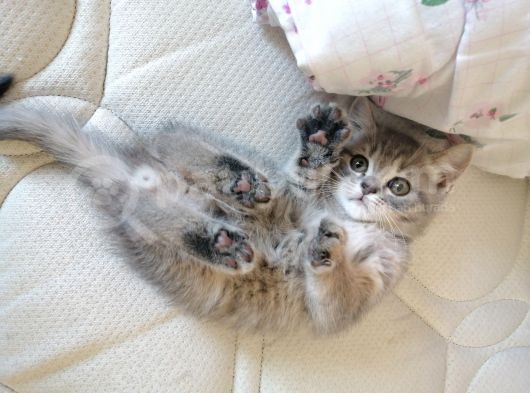2 Aylık Yavru British Shorthair görsel