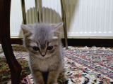 2 Aylık Yavru British Shorthair