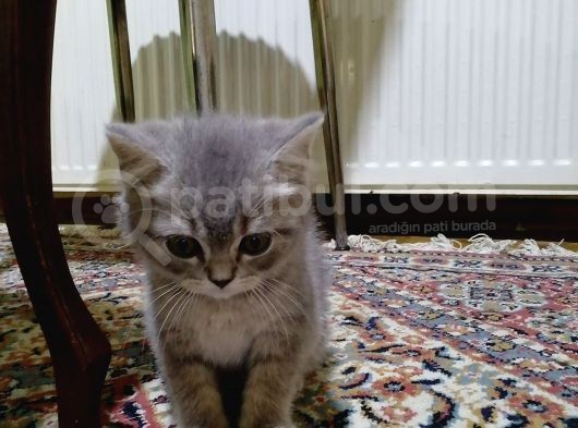 2 Aylık Yavru British Shorthair görsel