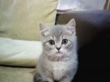 2 Aylık Yavru British Shorthair