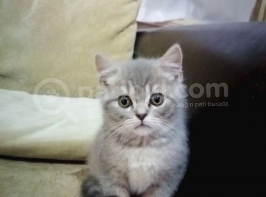 2 Aylık Yavru British Shorthair görsel