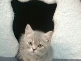 2 Aylık Yavru British Shorthair
