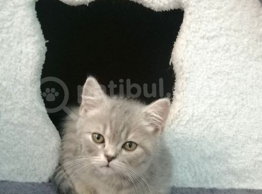 2 Aylık Yavru British Shorthair görsel