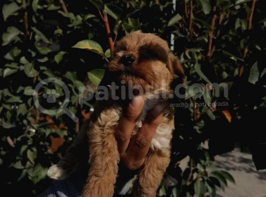 Ruhsatlı Üretim Çiftliğimizden Maltipoo Yavrular görsel