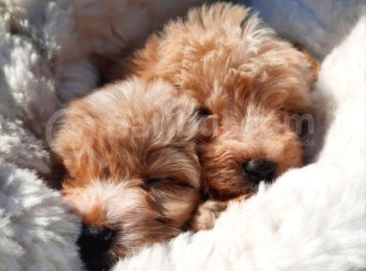 Ruhsatlı Üretim Çiftliğimizden Maltipoo Yavrular görsel
