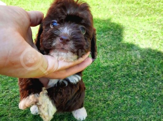 Ruhsatlı Üretim Çiftliğimizden Maltipoo Yavrular görsel