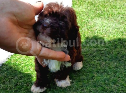 Ruhsatlı Üretim Çiftliğimizden Maltipoo Yavrular görsel