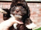 Ruhsatlı Üretim Çiftliğimizden Maltipoo Yavrular