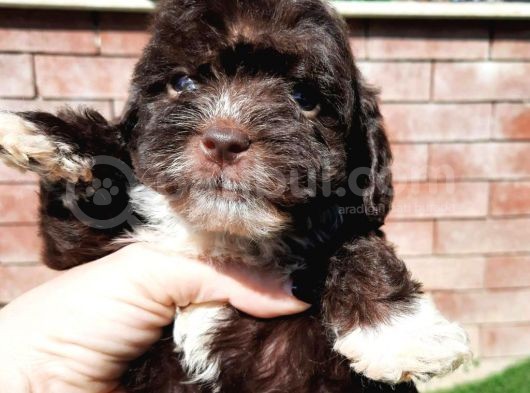 Ruhsatlı Üretim Çiftliğimizden Maltipoo Yavrular görsel