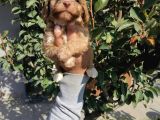 Ruhsatlı Üretim Çiftliğimizden Maltipoo Yavrular
