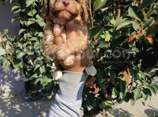 Ruhsatlı Üretim Çiftliğimizden Maltipoo Yavrular