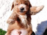 Ruhsatlı Üretim Çiftliğimizden Maltipoo Yavrular