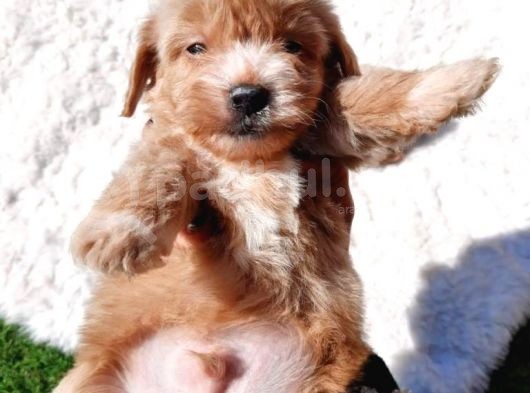 Ruhsatlı Üretim Çiftliğimizden Maltipoo Yavrular görsel