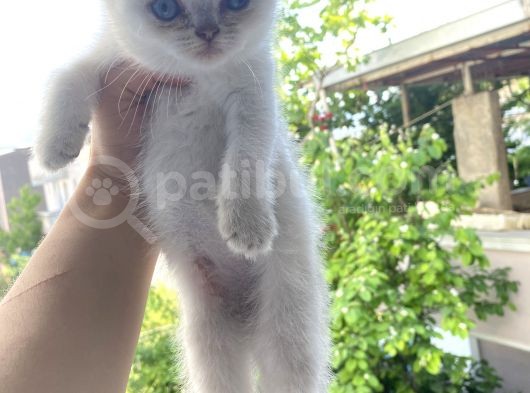 British Shorthair görsel