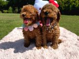 Toy Poodle Oyuncak Yavrular
