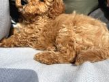 3 Aylik Toy Poodle Apricot