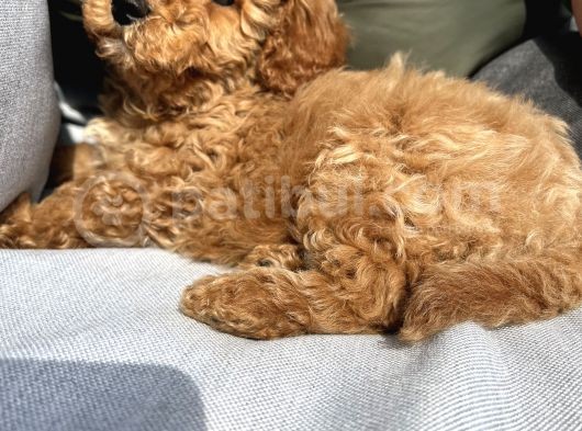 3 Aylik Toy Poodle Apricot görsel
