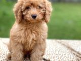 Apri̇kot Poodle Di̇şi̇ Yavrular