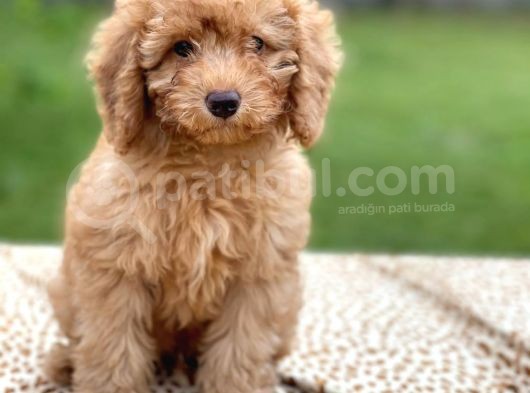 Apri̇kot Poodle Di̇şi̇ Yavrular görsel