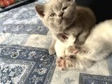 British Shorthair Lilac Ve Bluepoint