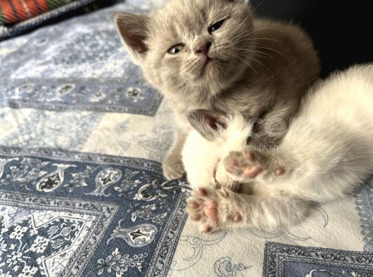 British Shorthair Lilac Ve Bluepoint görsel