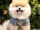 Safkan Pomeranian Boo Yavrularımız